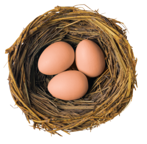 Eggs in a nest